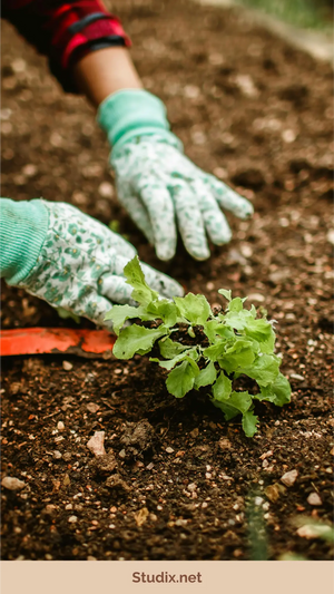 Starting Your Own Garden: Essential Tips for Beginners