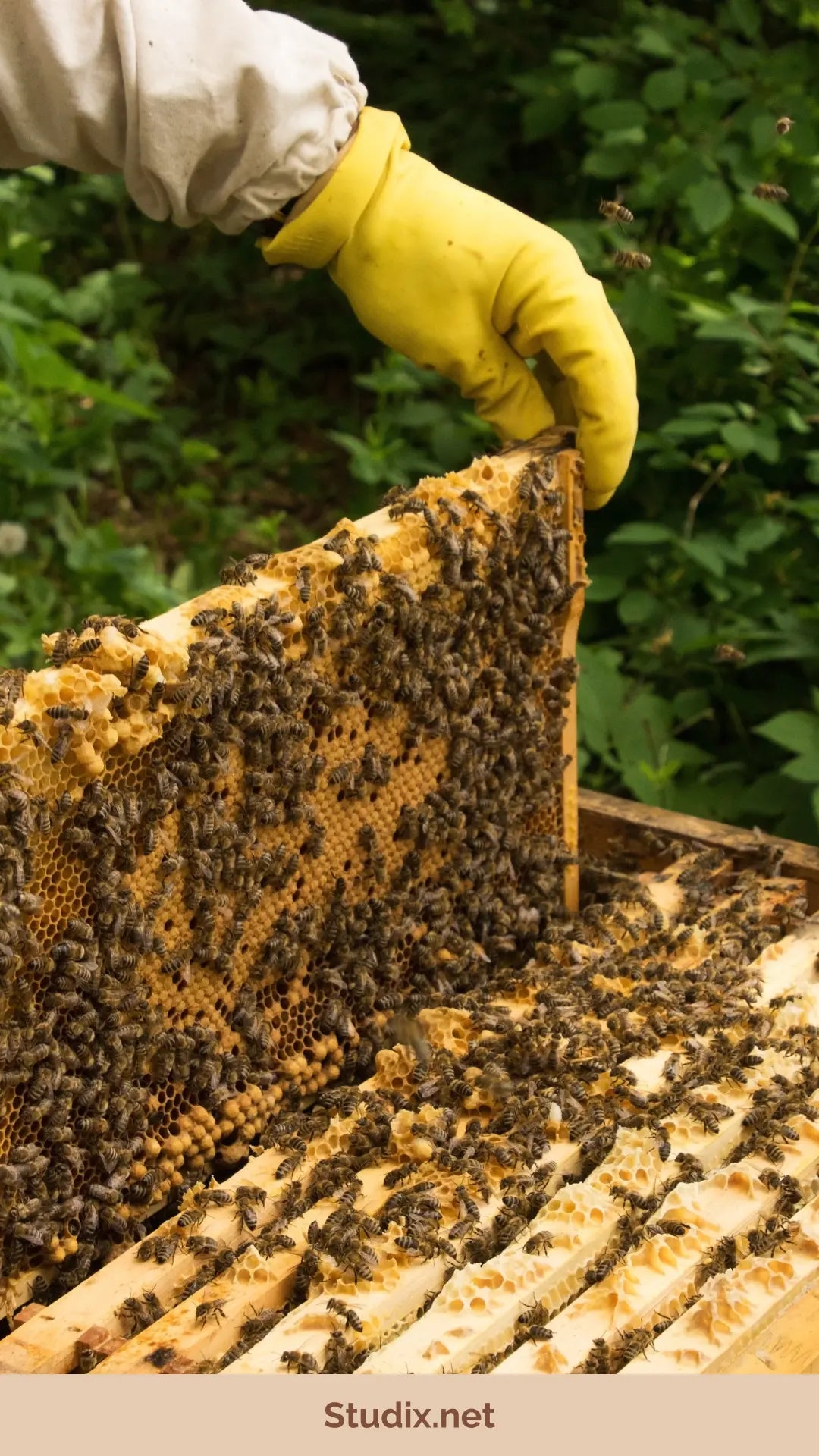 The Essentials of Urban Beekeeping: Creating Your Own Hive in the City