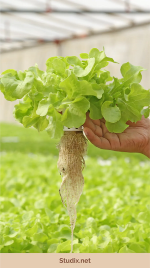 Hydroponic Gardening at Home: A Guide to Indoor Growing