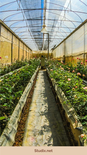 Organic Gardening Basics