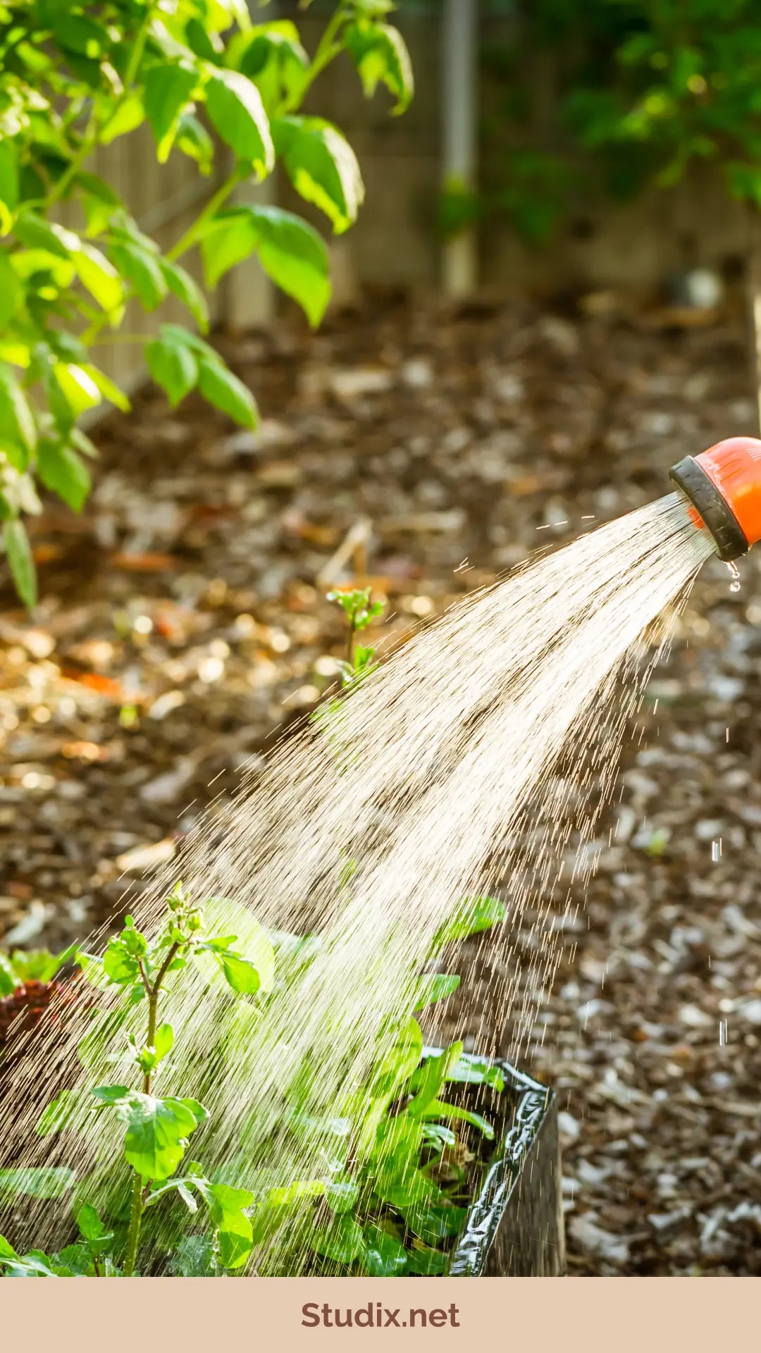 Common Garden Plants