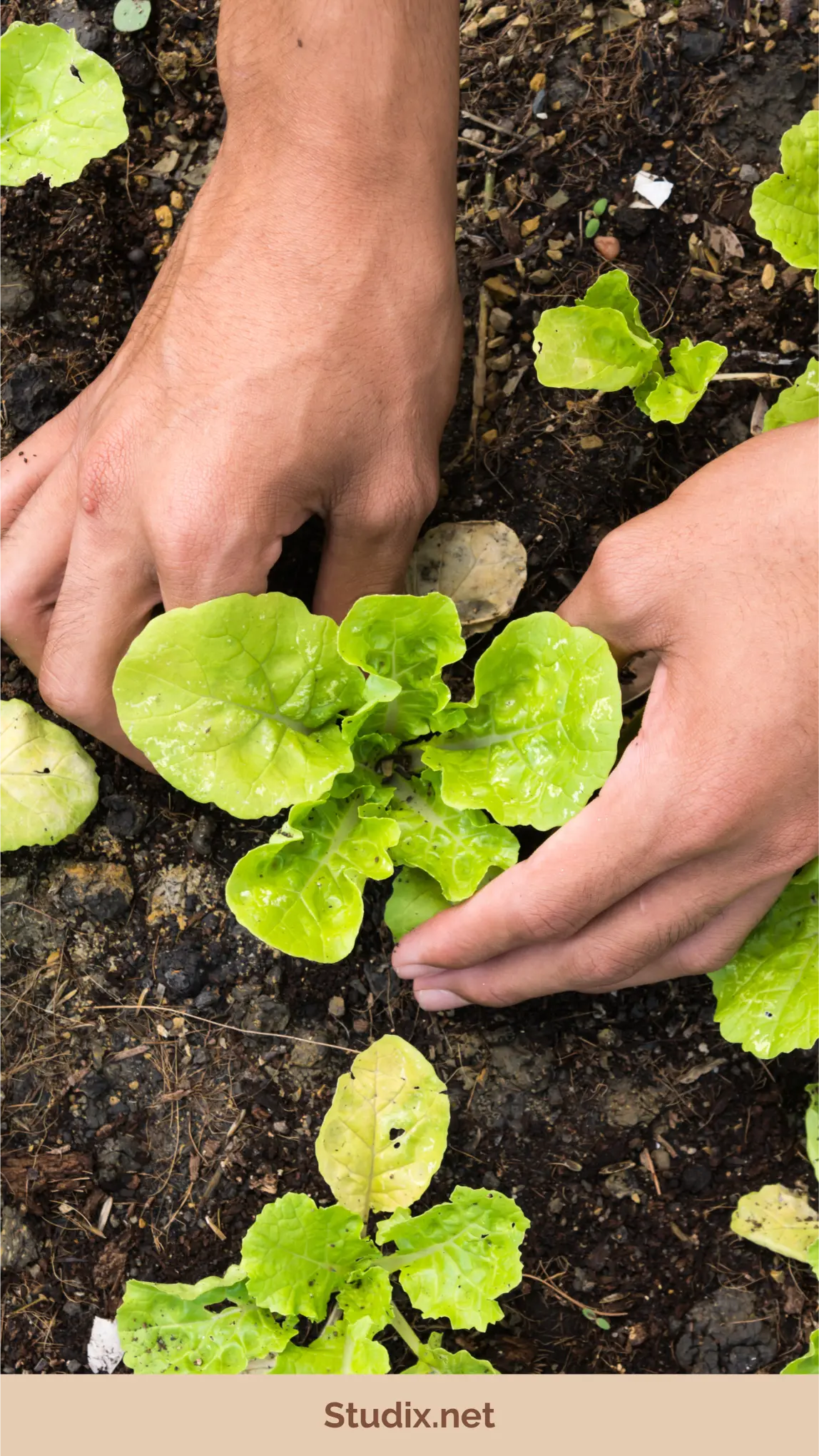 Urban Farming: Transform Any Space Into a Food Garden