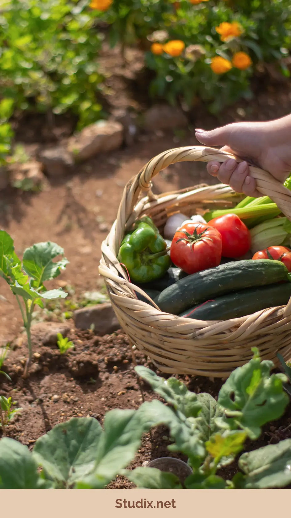 The Healing Garden: Cultivating Mental Health and Mindfulness