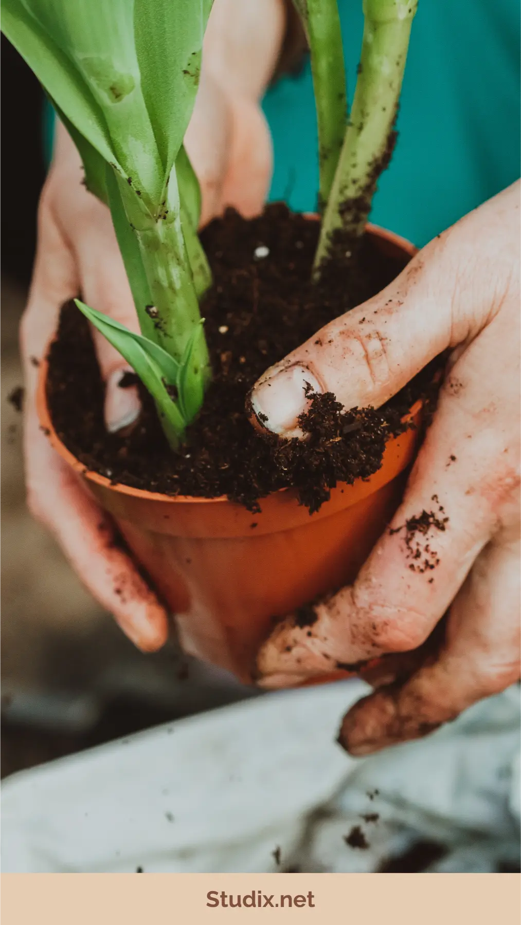 Space-Saving Green: DIY Vertical Gardens for Tiny Spaces