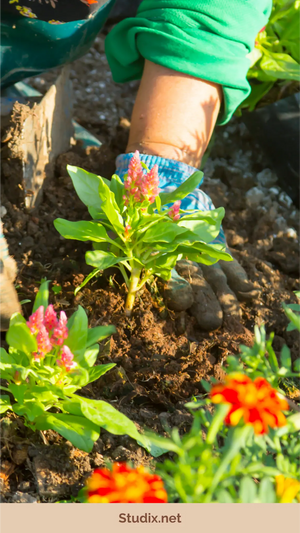 The Essential Beginner’s Guide to Gardening