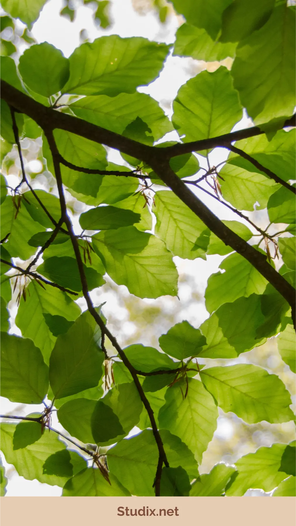 Living Green: Practical Tips for a Sustainable Future