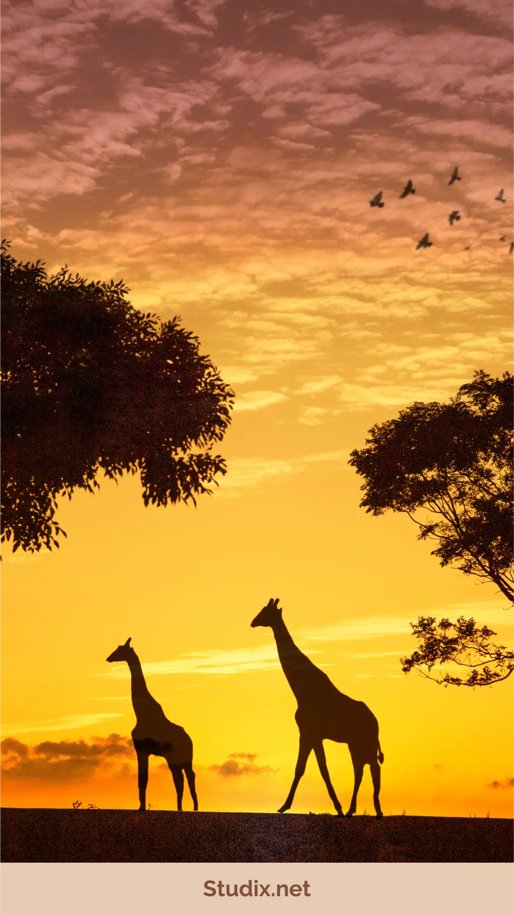 he Beginner’s Guide to Wildlife Protection