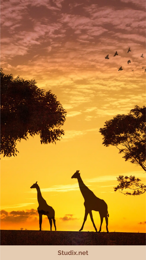 he Beginner’s Guide to Wildlife Protection